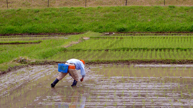Rice Farmer