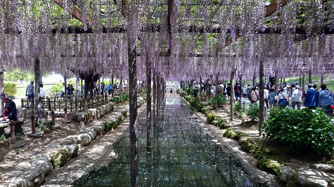 Owari Tsushima Wisteria Festival Tennogawa Park The Real Japan Rob Dyer