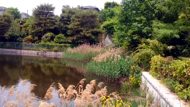 Nakanoike Ryokuchi Park Ashiya The Real Japan