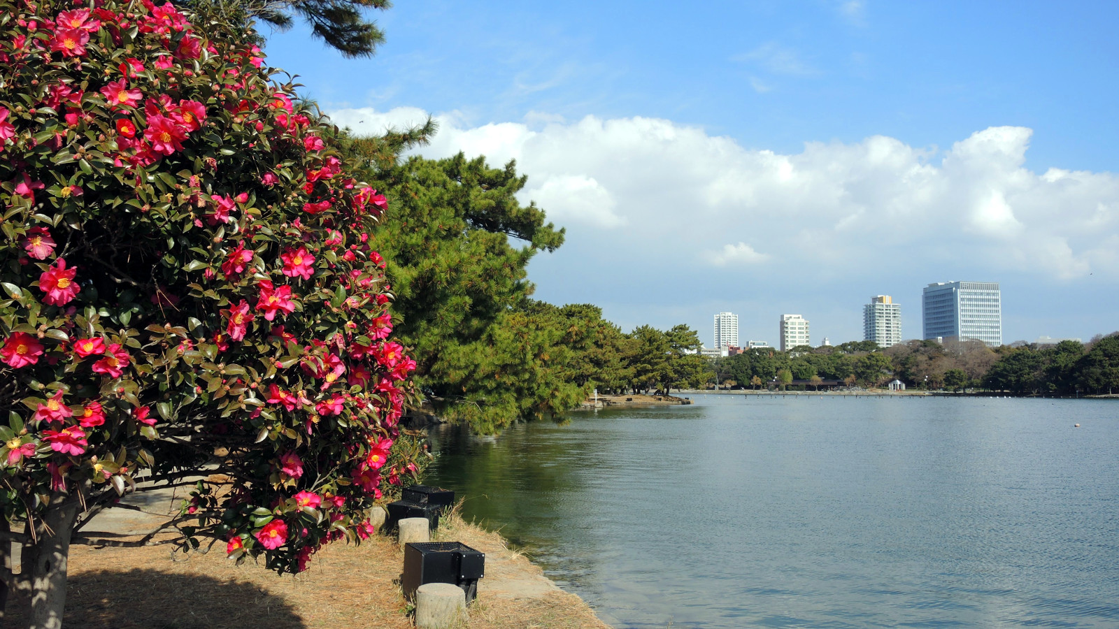 Ohori Park Fukuoka Kyushu The Real Japan Rob Dyer
