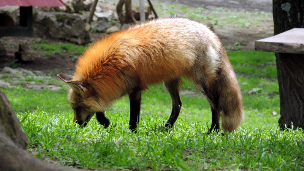 Zao Fox Village The Real Japan Rob Dyer