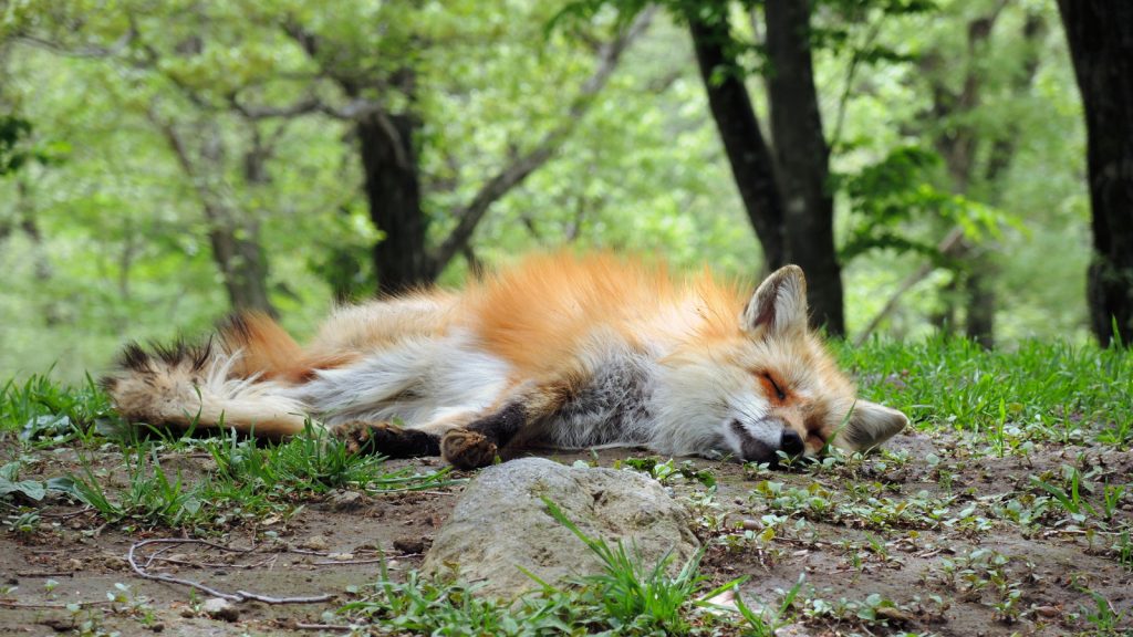 Zao Fox Village The Real Japan Rob Dyer