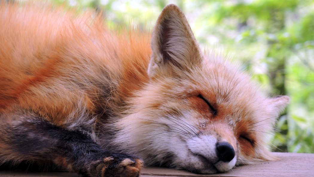 Beautiful Foxes at Zao Fox Village The Real Japan