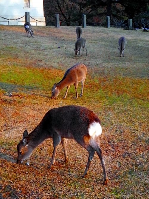 Sika Deer Nara Park The Real Japan Rob Dyer