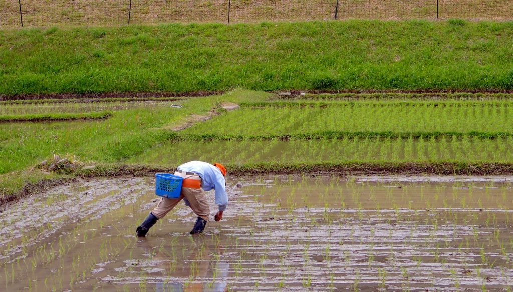 rice farmer The Real Japan Rob Dyer