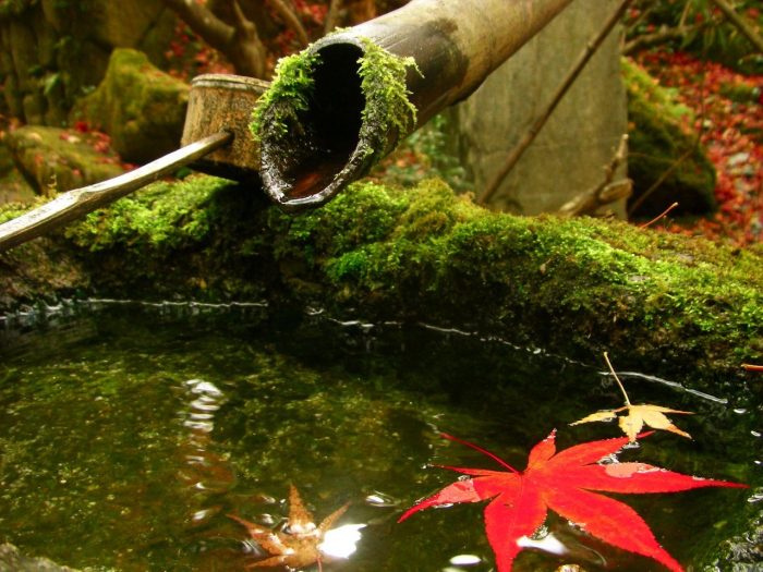 autumn leaves The Real Japan Rob Dyer