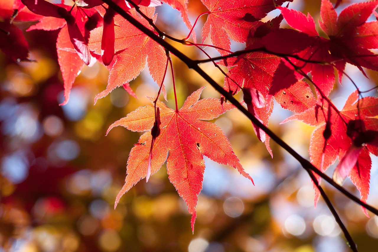 6 Great Spots To See Autumn Leaves In Japan The Real Japan Rob Dyer