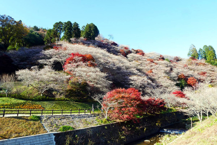 Obara, Toyota autumn The Real Japan Rob Dyer