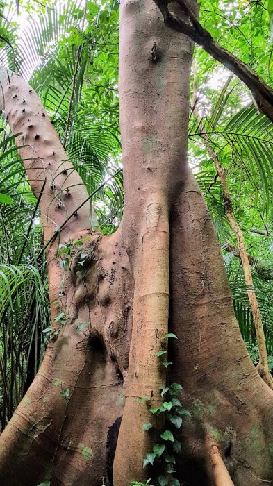 kayaking and trekking on Iriomote The Real Japan Rob Dyer