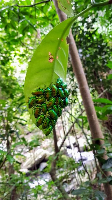 kayaking and trekking on Iriomote The Real Japan Rob Dyer