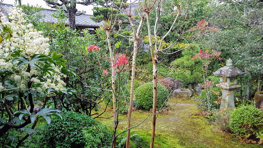 Camellia Japanese Tea Ceremony Kyoto The Real Japan Rob Dyer