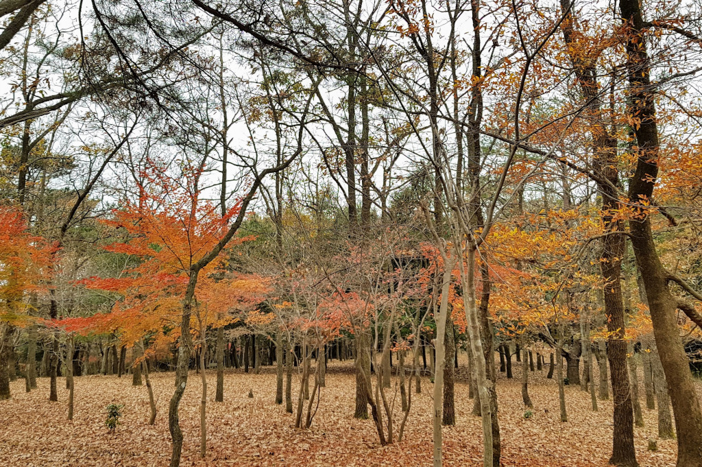 Ryokojin Sanso forest Kyushu The Real Japan Rob Dyer