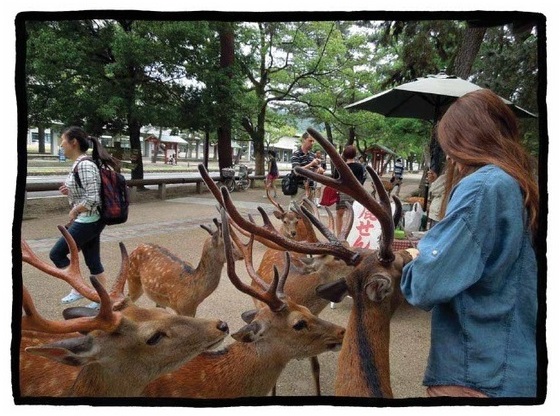 Diary Tokyo Teen Inzer Nara deer The Real Japan