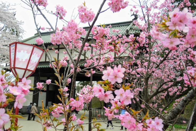 sakura Hirosaki Aomori The Real Japan Rob Dyer