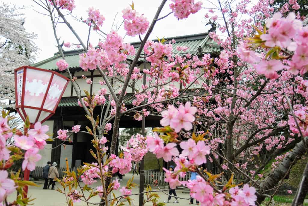 sakura Hirosaki Aomori The Real Japan Rob Dyer