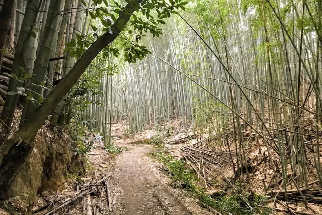 hidden Kyoto Mount Oiwa shrine bamboo grove The Real Japan