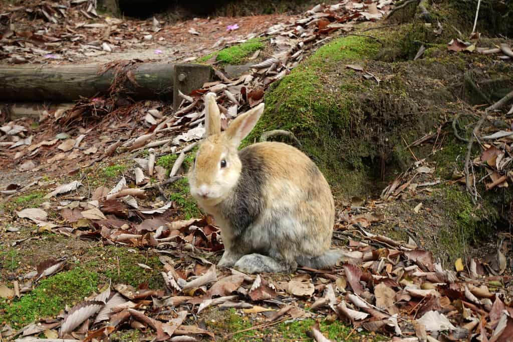 Hiroshima city guide rabbit island The Real Japan