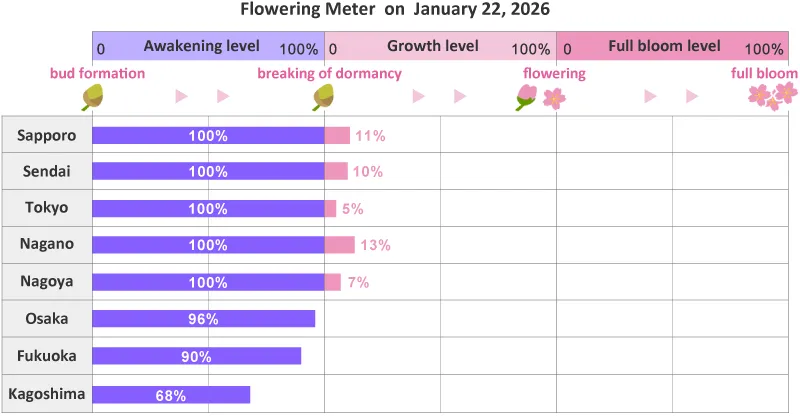 sakura flowering meter The Real Japan
