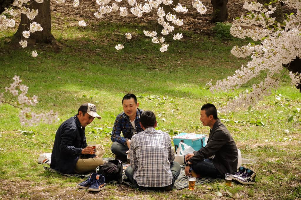 sakura cherry blossom The Real Japan Rob Dyer