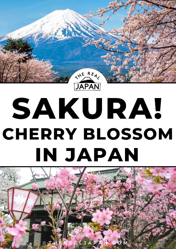 Sakura cherry blossom festivals The Real Japan Rob Dyer