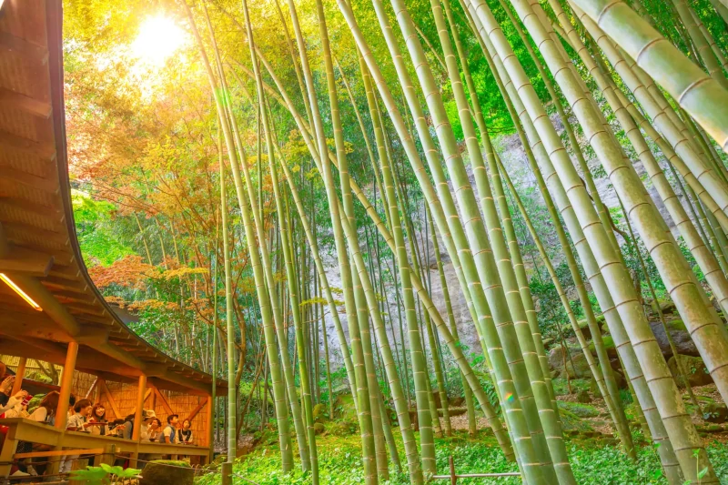 Hokokuji-temple-by-Benny-Marty-via-Shutterstock