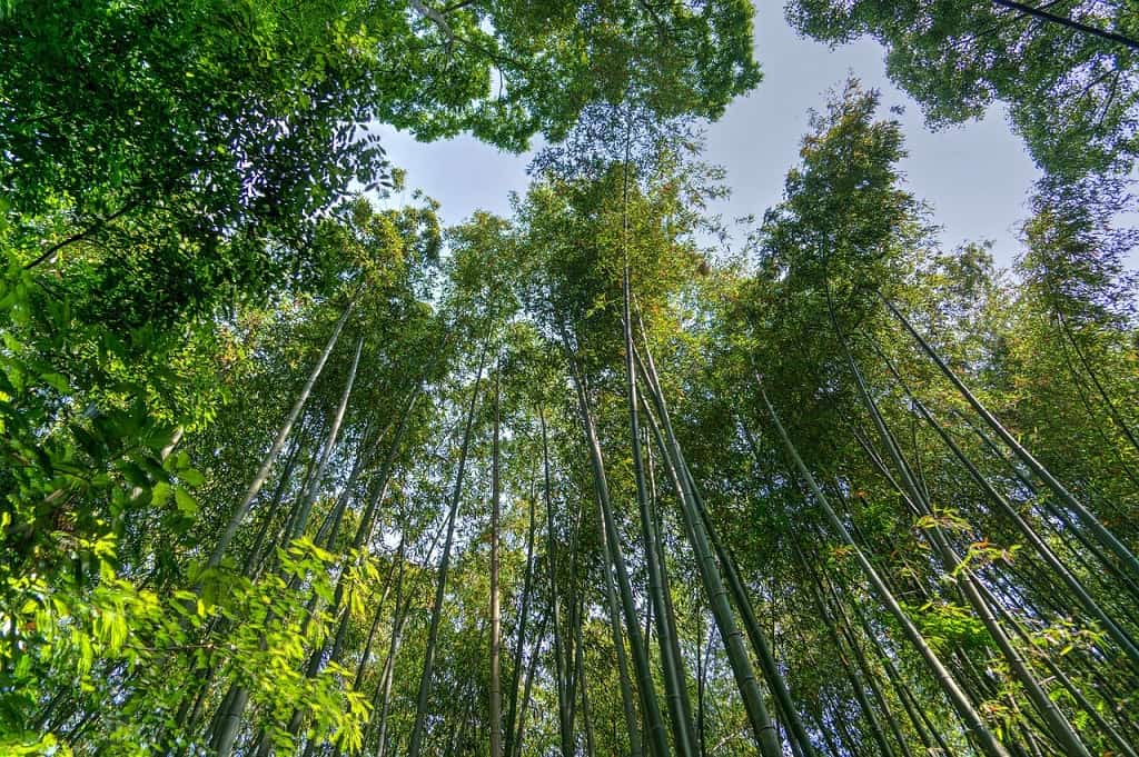 Arashiyama bamboo grove accessible Japan The Real Japan