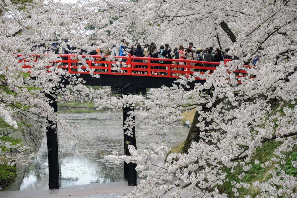 Hirosaki Castle sakura best time to visit Japan The Real Japan Rob Dyer