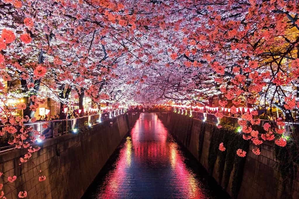 Meguro River, Matsuno spring best time to visit Japan