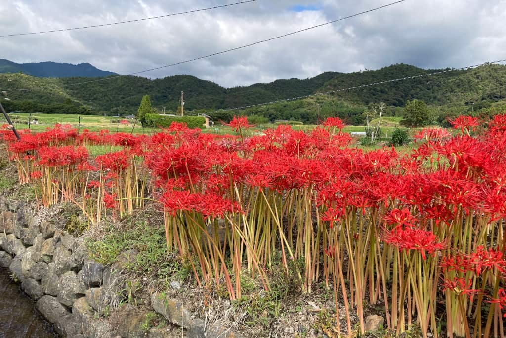 Hirosawa Pond Kyoto city guide The Real Japan