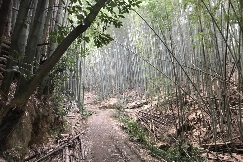 Mount_Oiwa_forest