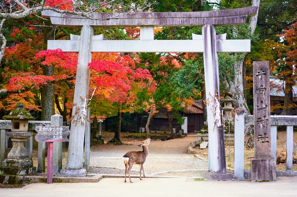 Sika deer Nara The Real Japan