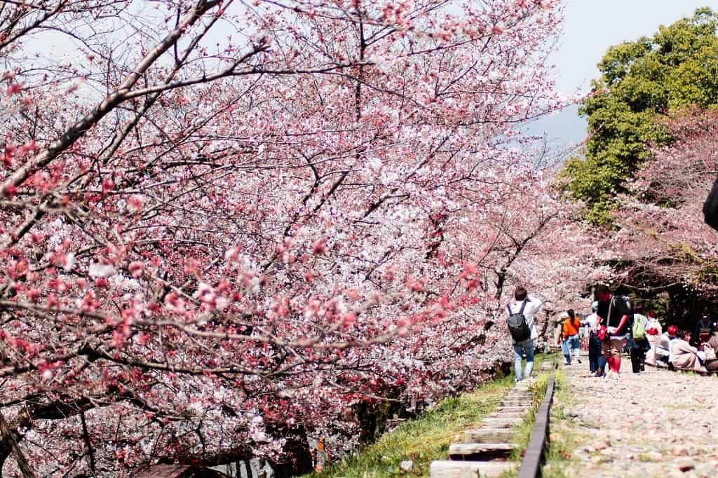 sakura cherry blossom Kyoto city guide The Real Japan