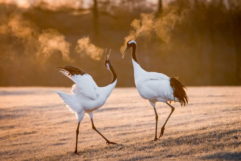 red crowned cranes Kushio Hokkaido The Real Japan