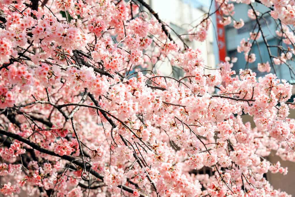 sakura Ueno Park Tokyo outdoor activities The Real Japan