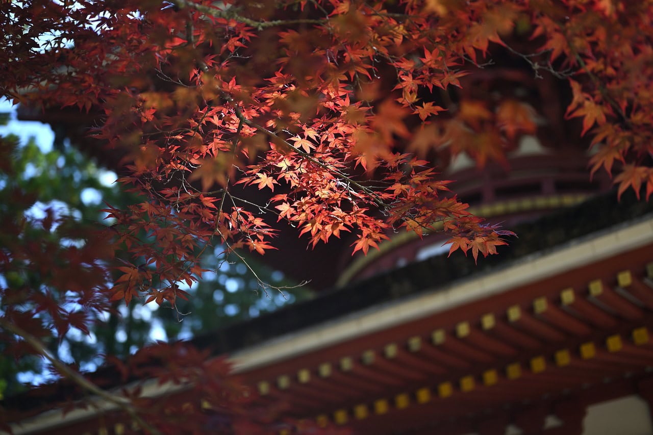 Koyasan autumn leaves