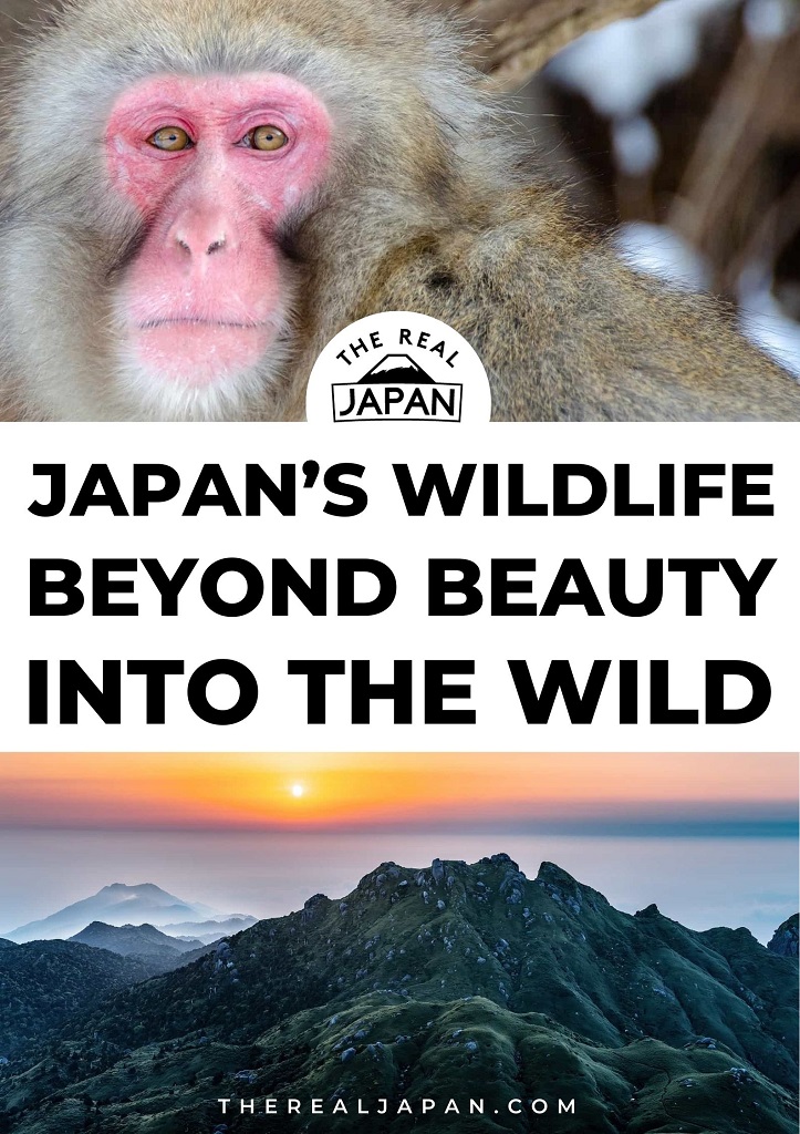 Japan's wildlife beyond beauty into the wild titlecard