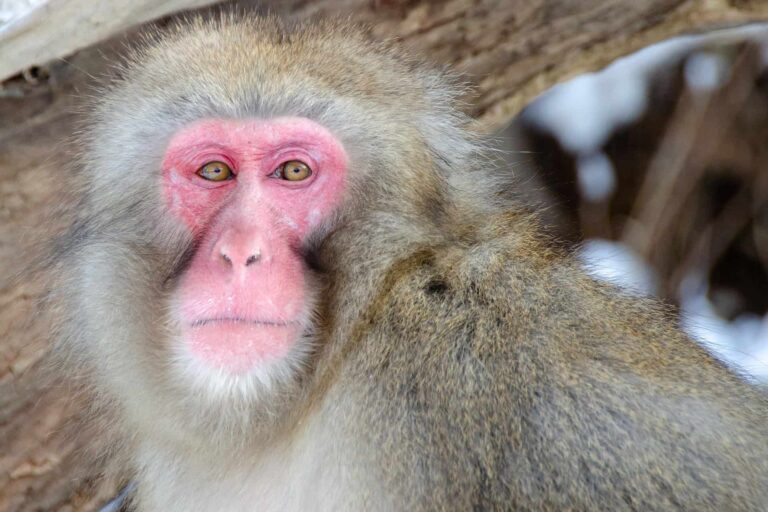 Japanese Macaque snow monkey