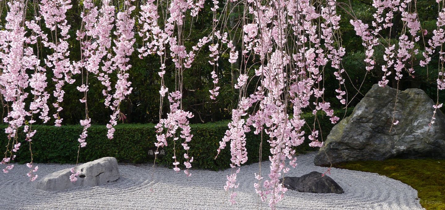 private dawn zen meditation Taizo-in Kyoto