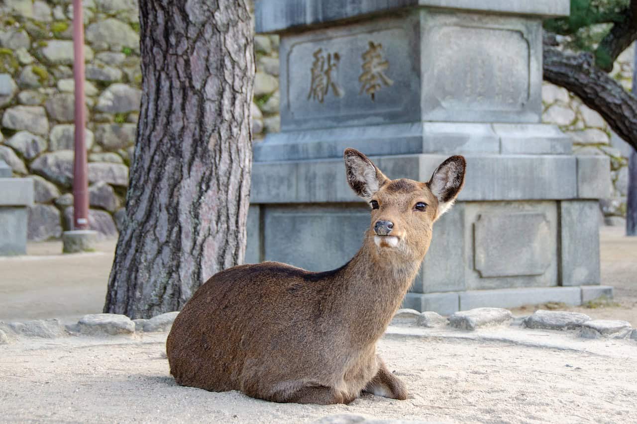Miyajima tour deer
