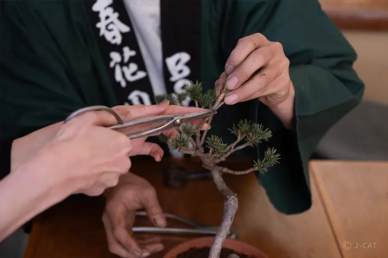 experiences_tokyo_shunkaen-bonsai-workshop-master-shares-their-knowledge Close-up action shot of a master artist guiding a student's hand to use professional sharp shears for structural pruning on the needle-covered branch of a miniature pine tree during the hands-on masterclass.