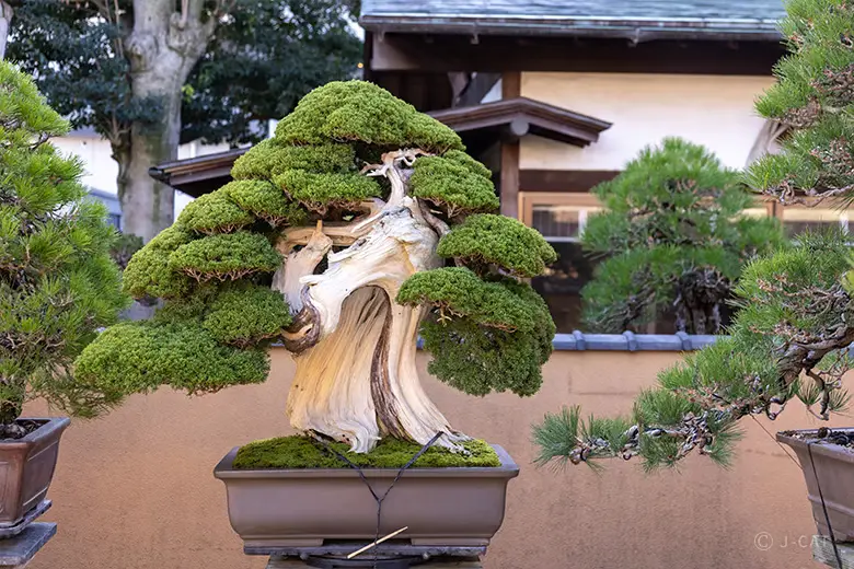 experiences_tokyo_shunkaen-bonsai-workshop-qualities-of-the-perfect-tree A magnificent, centuries-old living bonsai masterpiece displaying a thick, dramatic white deadwood trunk and perfectly balanced green foliage clouds, presented in a ceramic pot against a courtyard wall.