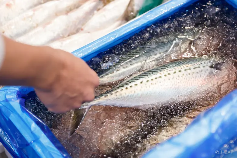 toyosu-fish-market-tour-hand-placing-fresh-fish-into-iced-water A close-up view of a merchant's hand gently picking up a fresh mackerel with distinct wavy scale markings from a bright blue shipping crate filled with crushed ice and water to preserve perfect quality